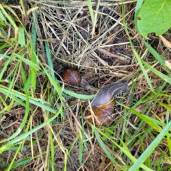 Vinbjergsnegle yngel i brændenælder som skal spise skovneglenes æg